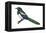 Black-Billed Magpie (Pica Pica), Birds-Encyclopaedia Britannica-Framed Stretched Canvas