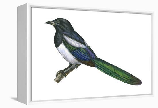 Black-Billed Magpie (Pica Pica), Birds-Encyclopaedia Britannica-Framed Stretched Canvas