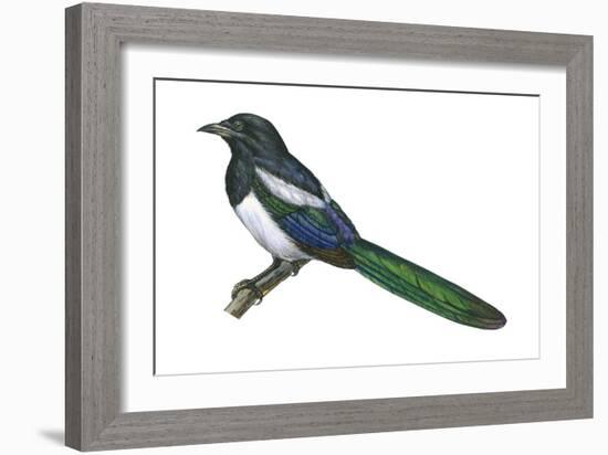 Black-Billed Magpie (Pica Pica), Birds-Encyclopaedia Britannica-Framed Art Print