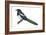 Black-Billed Magpie (Pica Pica), Birds-Encyclopaedia Britannica-Framed Art Print