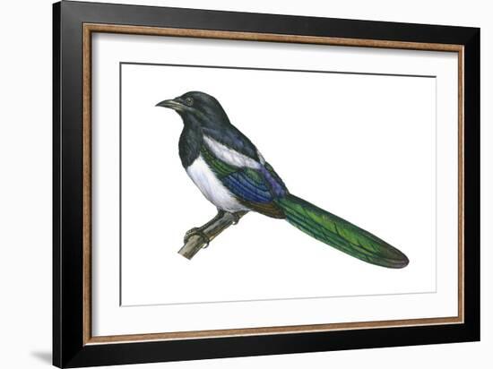 Black-Billed Magpie (Pica Pica), Birds-Encyclopaedia Britannica-Framed Art Print