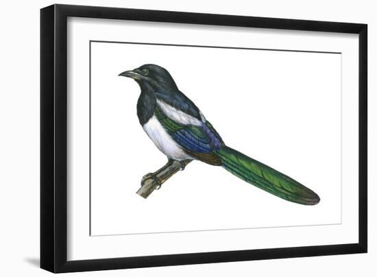Black-Billed Magpie (Pica Pica), Birds-Encyclopaedia Britannica-Framed Art Print