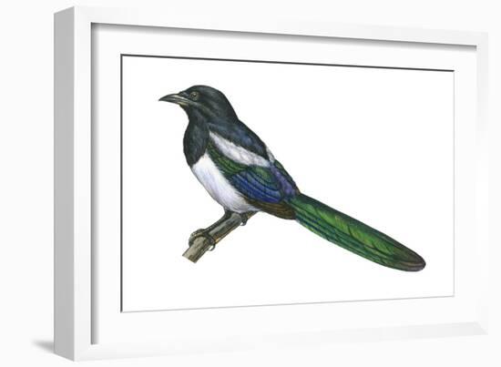 Black-Billed Magpie (Pica Pica), Birds-Encyclopaedia Britannica-Framed Art Print