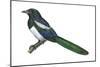 Black-Billed Magpie (Pica Pica), Birds-Encyclopaedia Britannica-Mounted Art Print
