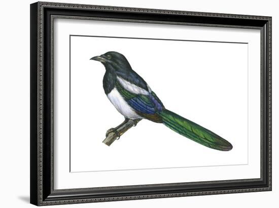 Black-Billed Magpie (Pica Pica), Birds-Encyclopaedia Britannica-Framed Art Print