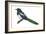 Black-Billed Magpie (Pica Pica), Birds-Encyclopaedia Britannica-Framed Art Print