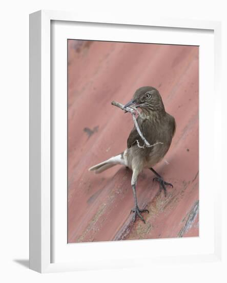 Black-billed shrike-tyrant (Agriornis montanus) with nest material; Antisanilla Reserve, Ecuador-Doug Wechsler-Framed Photographic Print