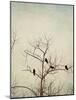 Black Birds in a Tree-Jillian Melnyk-Mounted Photographic Print