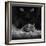 Black Breakfast-Francois Casanova-Framed Photographic Print