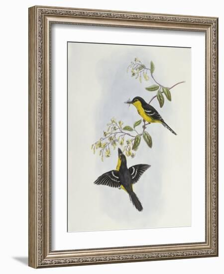 Black-Breasted Boatbill (Machaerirhynchus Nigripectus)-John Gould-Framed Giclee Print