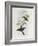 Black-Breasted Boatbill (Machaerirhynchus Nigripectus)-John Gould-Framed Giclee Print