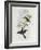 Black-Breasted Boatbill (Machaerirhynchus Nigripectus)-John Gould-Framed Giclee Print