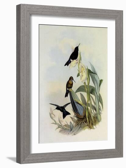 Black-Breasted Puffleg, Eriocnemis Nigrivestis-John Gould-Framed Giclee Print