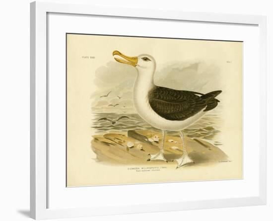 Black-Browed Albatross, 1891-Gracius Broinowski-Framed Giclee Print
