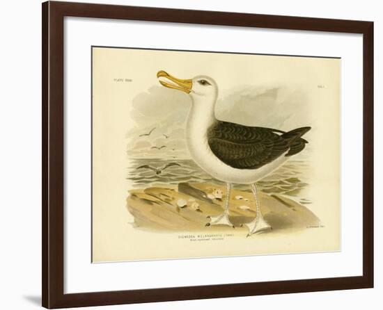 Black-Browed Albatross, 1891-Gracius Broinowski-Framed Giclee Print