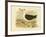 Black-Browed Albatross, 1891-Gracius Broinowski-Framed Giclee Print