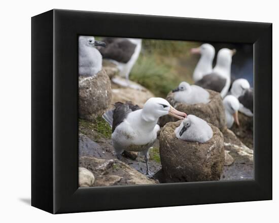 Black-browed Albatross adult and chick in its nest. Falkland Islands-Martin Zwick-Framed Premier Image Canvas