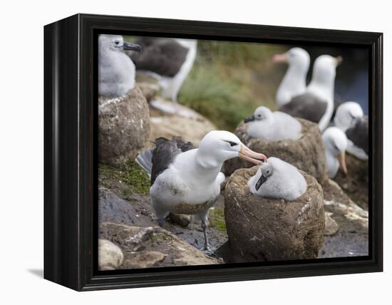 Black-browed Albatross adult and chick in its nest. Falkland Islands-Martin Zwick-Framed Premier Image Canvas
