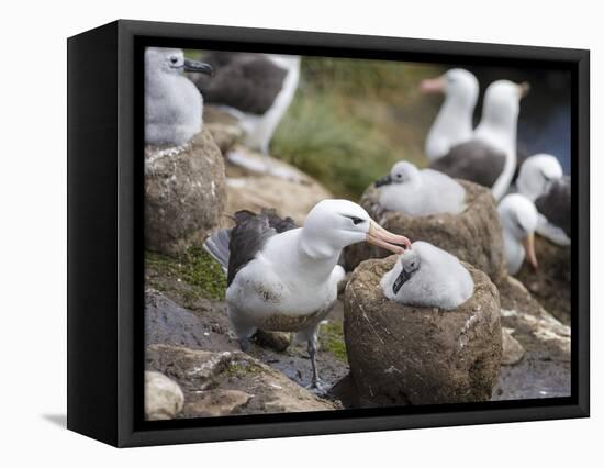 Black-browed Albatross adult and chick in its nest. Falkland Islands-Martin Zwick-Framed Premier Image Canvas