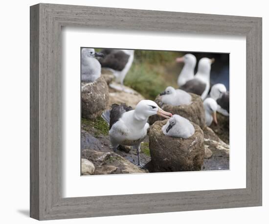 Black-browed Albatross adult and chick in its nest. Falkland Islands-Martin Zwick-Framed Photographic Print