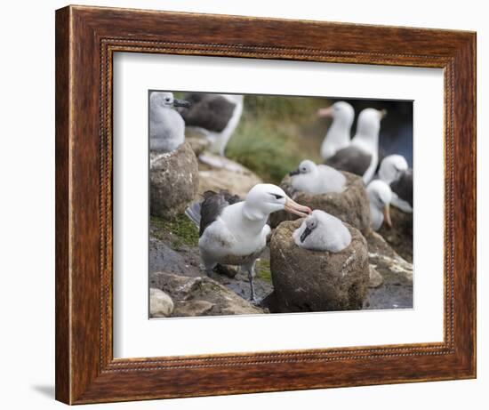 Black-browed Albatross adult and chick in its nest. Falkland Islands-Martin Zwick-Framed Photographic Print