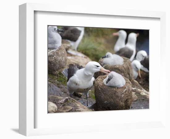 Black-browed Albatross adult and chick in its nest. Falkland Islands-Martin Zwick-Framed Photographic Print