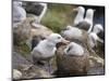 Black-browed Albatross adult and chick in its nest. Falkland Islands-Martin Zwick-Mounted Photographic Print