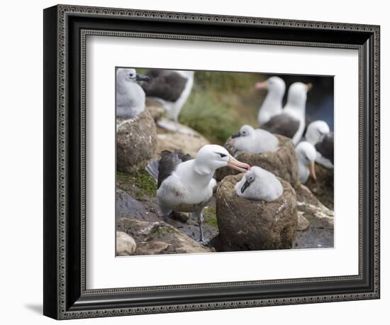 Black-browed Albatross adult and chick in its nest. Falkland Islands-Martin Zwick-Framed Photographic Print