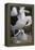 Black-Browed Albatross and Chick-DLILLC-Framed Premier Image Canvas