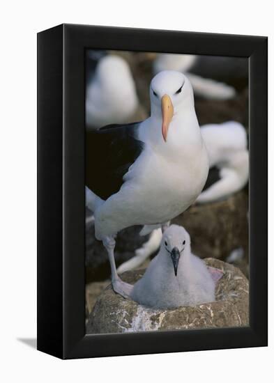 Black-Browed Albatross and Chick-DLILLC-Framed Premier Image Canvas