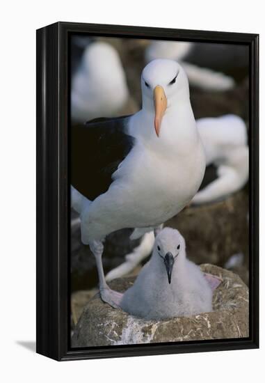 Black-Browed Albatross and Chick-DLILLC-Framed Premier Image Canvas