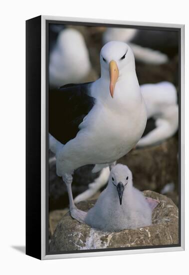 Black-Browed Albatross and Chick-DLILLC-Framed Premier Image Canvas