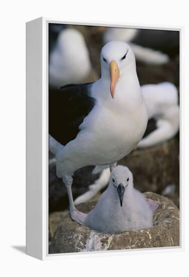 Black-Browed Albatross and Chick-DLILLC-Framed Premier Image Canvas