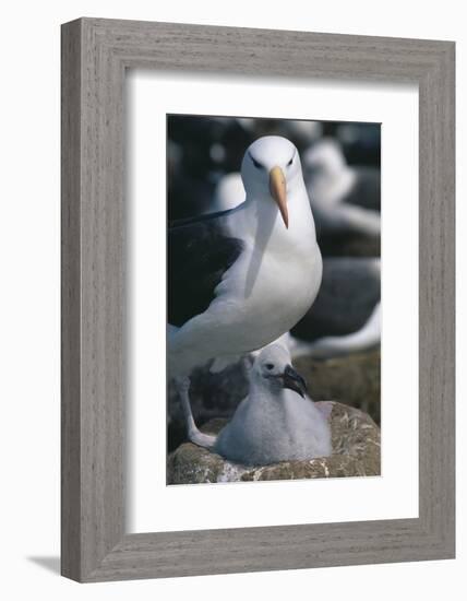 Black-Browed Albatross and Chick-DLILLC-Framed Photographic Print