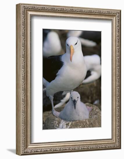 Black-Browed Albatross and Chick-DLILLC-Framed Photographic Print