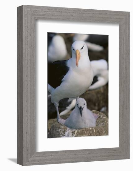 Black-Browed Albatross and Chick-DLILLC-Framed Photographic Print