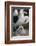 Black-Browed Albatross and Chick-DLILLC-Framed Photographic Print