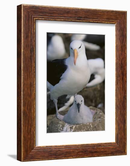 Black-Browed Albatross and Chick-DLILLC-Framed Photographic Print