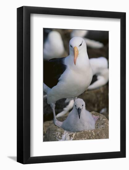 Black-Browed Albatross and Chick-DLILLC-Framed Photographic Print