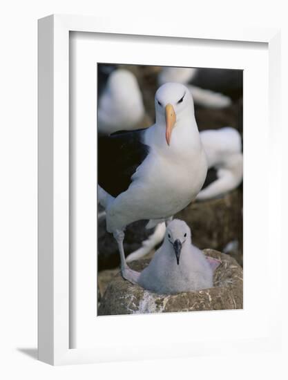 Black-Browed Albatross and Chick-DLILLC-Framed Photographic Print