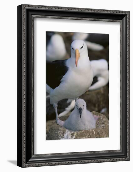 Black-Browed Albatross and Chick-DLILLC-Framed Photographic Print