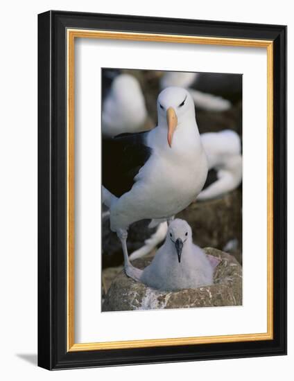 Black-Browed Albatross and Chick-DLILLC-Framed Photographic Print