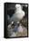 Black-Browed Albatross Chick and Mother in Nest-DLILLC-Framed Premier Image Canvas