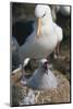 Black-Browed Albatross Chick and Mother in Nest-DLILLC-Mounted Photographic Print