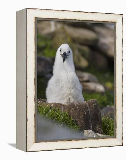 Black-browed Albatross chick in its nest. Falkland Islands-Martin Zwick-Framed Premier Image Canvas