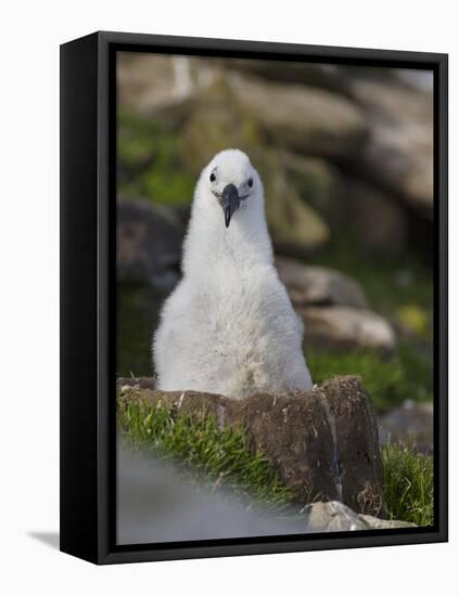 Black-browed Albatross chick in its nest. Falkland Islands-Martin Zwick-Framed Premier Image Canvas