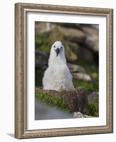 Black-browed Albatross chick in its nest. Falkland Islands-Martin Zwick-Framed Photographic Print