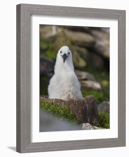 Black-browed Albatross chick in its nest. Falkland Islands-Martin Zwick-Framed Photographic Print