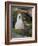 Black-browed Albatross chick in its nest. Falkland Islands-Martin Zwick-Framed Photographic Print