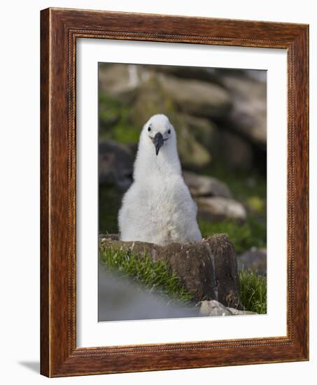 Black-browed Albatross chick in its nest. Falkland Islands-Martin Zwick-Framed Photographic Print